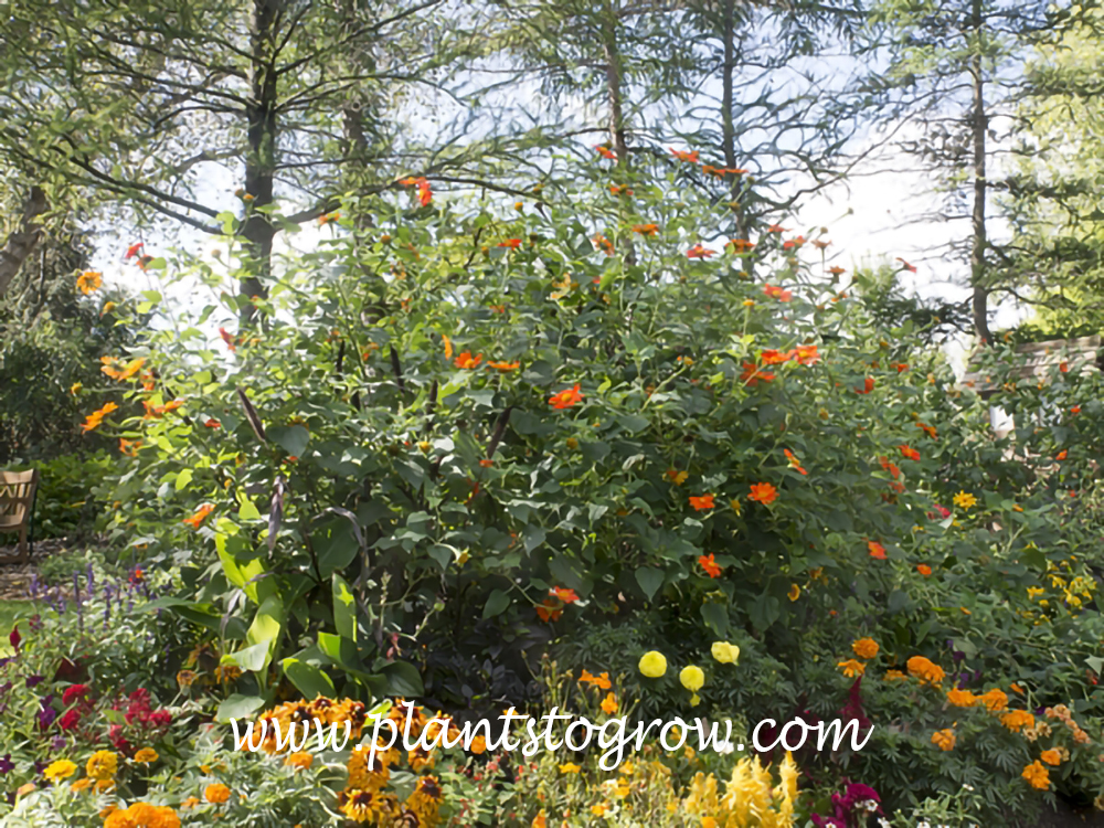 Mexican Daisy The Torch (Tithonia rotundifolia)